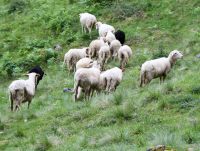 Schafe in Werfen Tenneck (c) Land Salzburg Hutter