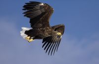 Seeadler (c) WWF Pickett